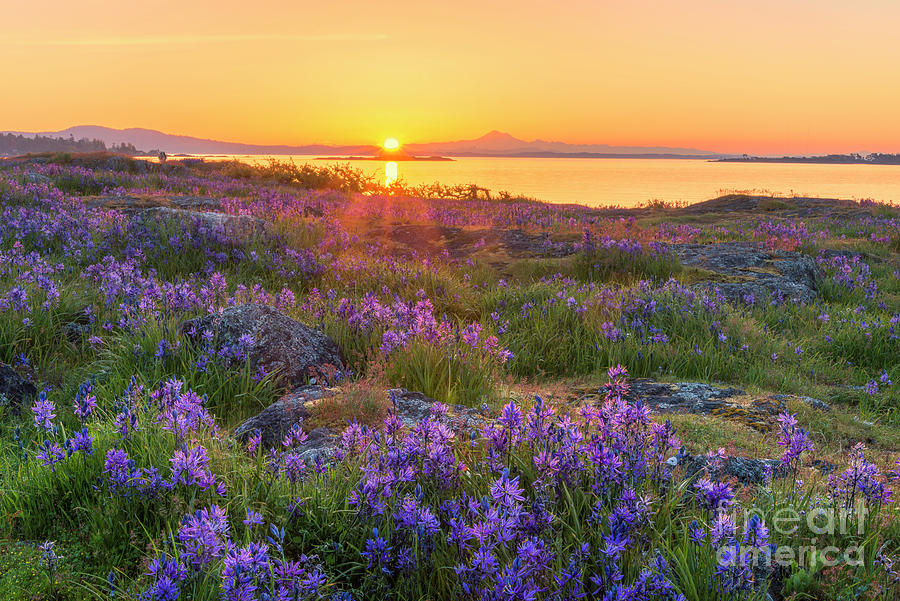 Sunrise and camas flowers Photograph by Michael Wheatley