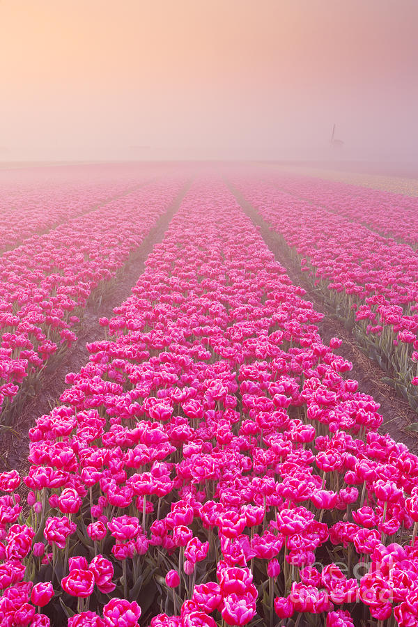 Tulip Photograph - Sunrise and fog over rows of blooming tulips in The Netherlands by Sara Winter