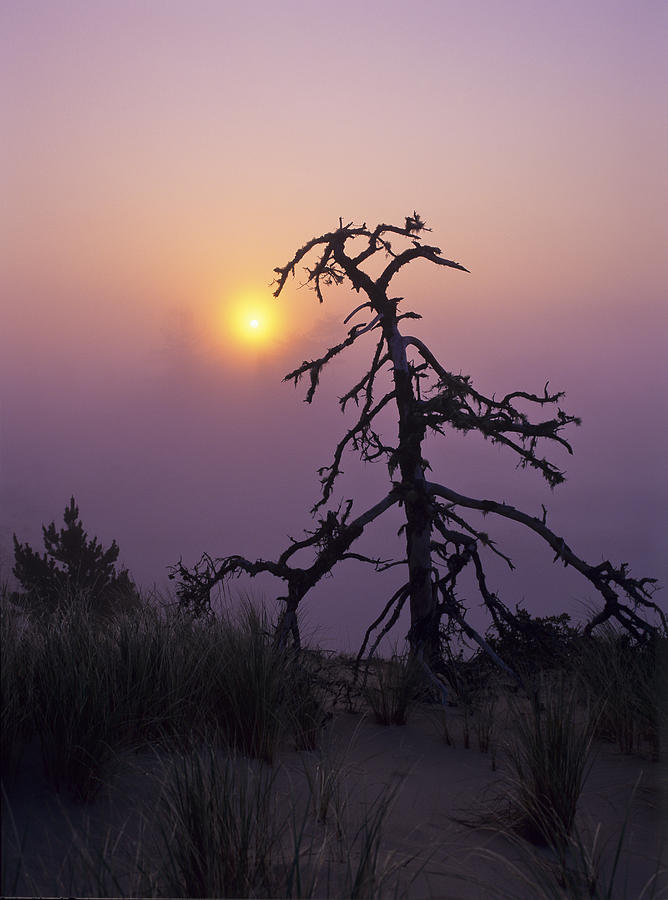 Sunrise and Fog Photograph by Robert Potts