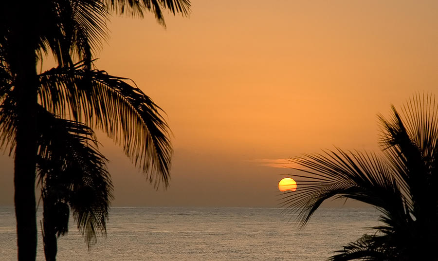 Sunrise and Palms Photograph by Mick Burkey