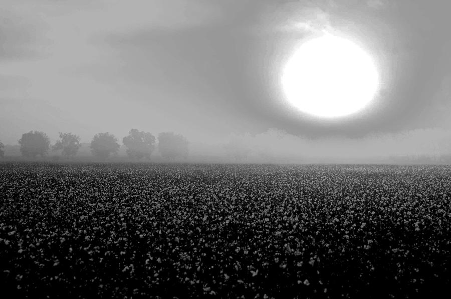Sunrise and the cotton field BW Digital Art by Michael Thomas