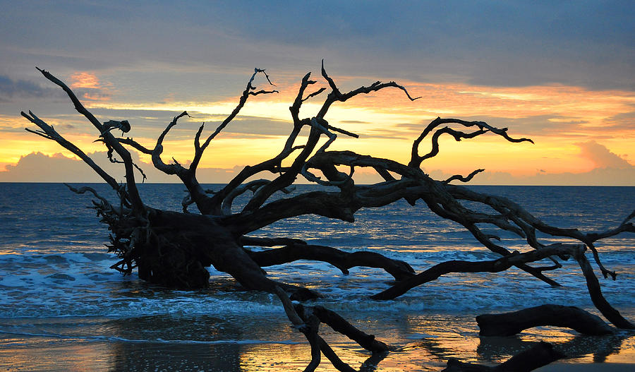 Beach Photograph - Sunrise at Driftwood Beach 1.1 by Bruce Gourley