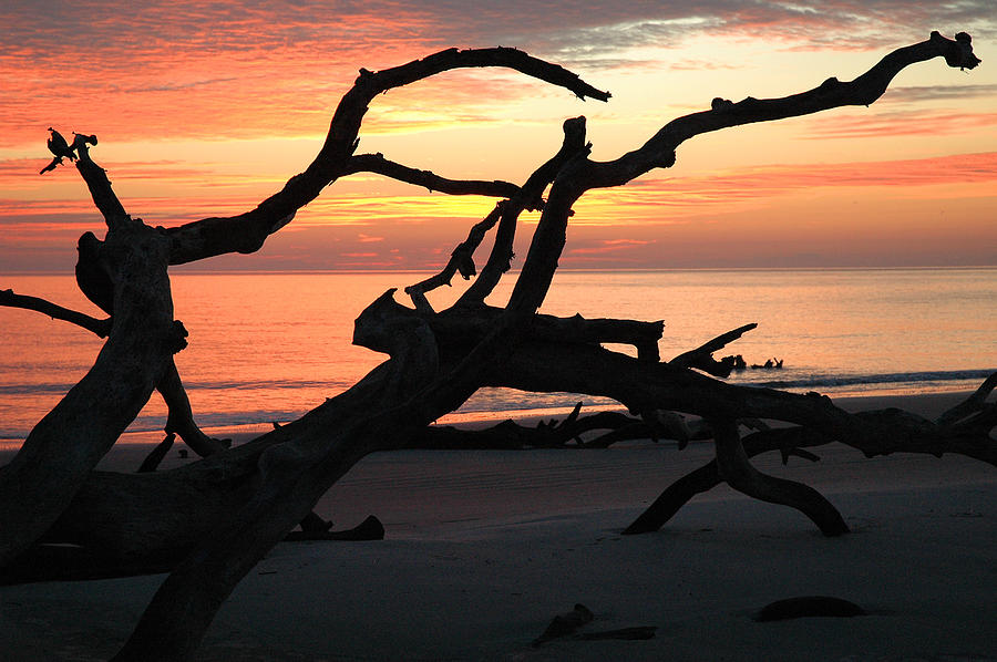 Beach Photograph - Sunrise at Driftwood Beach 3.1 by Bruce Gourley