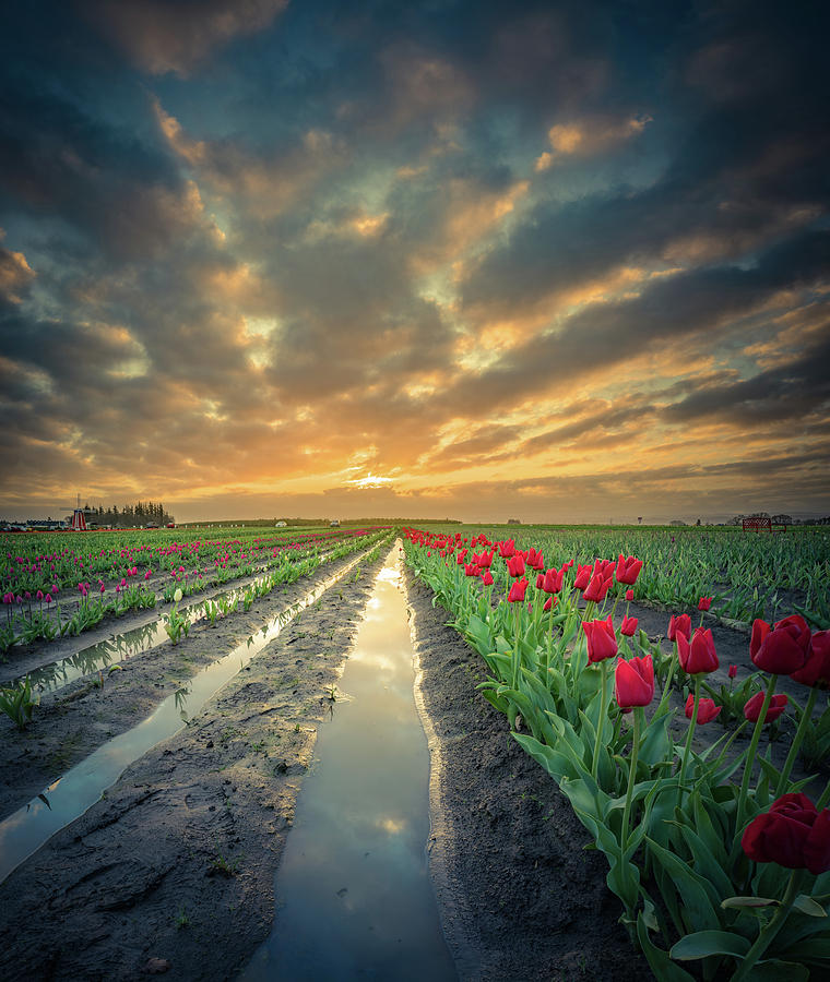 Sunrise At Tulip Filed After A Storm Photograph