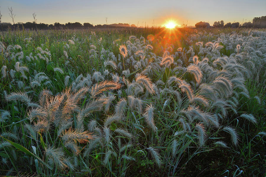 Sunrise Backlights Fox Tails in Glacial Park Photograph by Ray Mathis