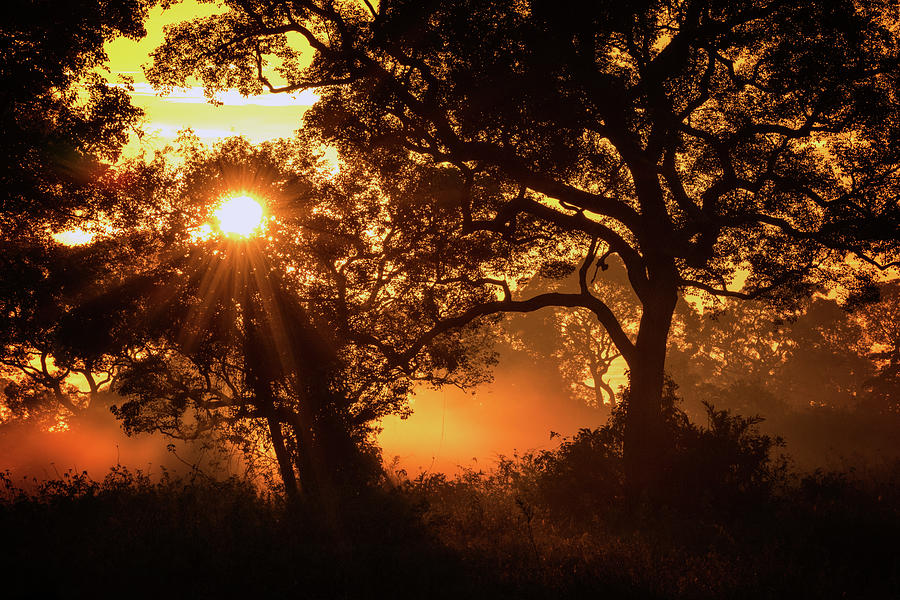 Sunrise backlights the forest in Brazil Photograph by Steven Upton