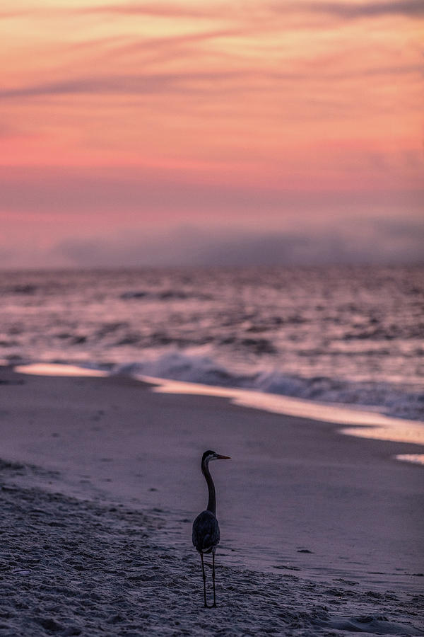 Sunrise Beach and Bird Photograph by John McGraw