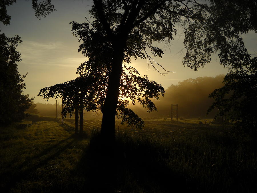 Sunrise Behind Elm Tree Photograph by Kent Lorentzen