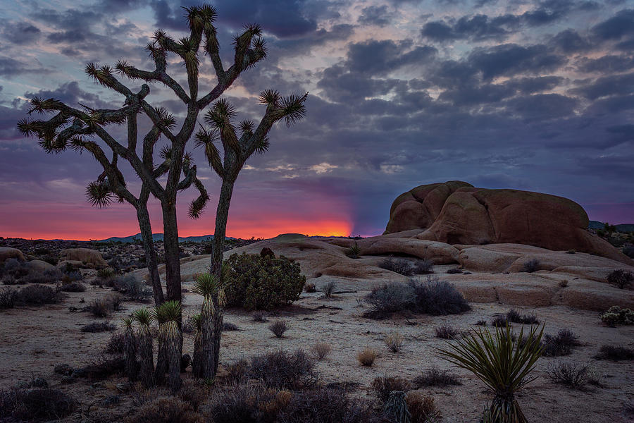 Sunrise behind the Joshua Tree Photograph by Rick Strobaugh