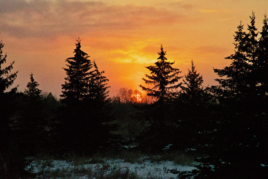 Sunrise Behind the Pines Photograph by Michael Peychich