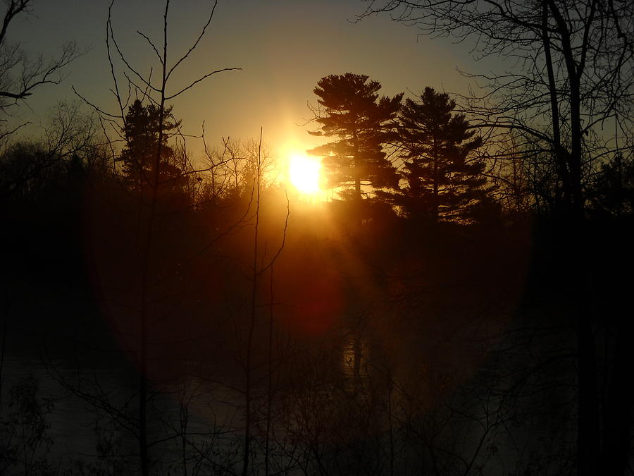 Sunrise Beside Pine Trees Photograph by Kent Lorentzen