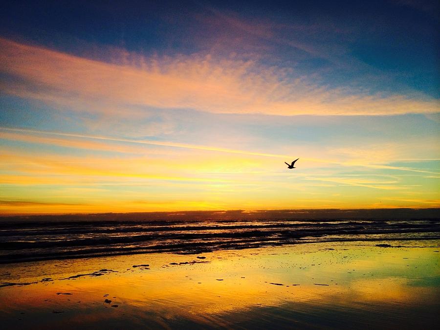 Sunrise Bird Photograph By Mary Lewis Fine Art America