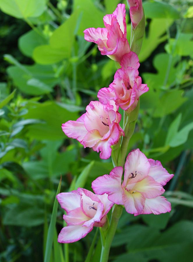 Sunrise Blooming Gladiolas Photograph by M E