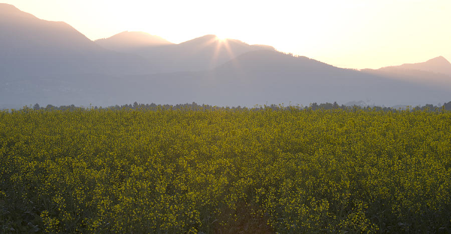 Sunrise bursting over the kamnik alps and rapeseed Photograph by Ian Middleton