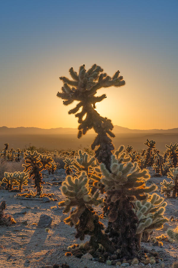 Joshua Tree National Park Photograph - Sunrise Cholla by Joseph Smith