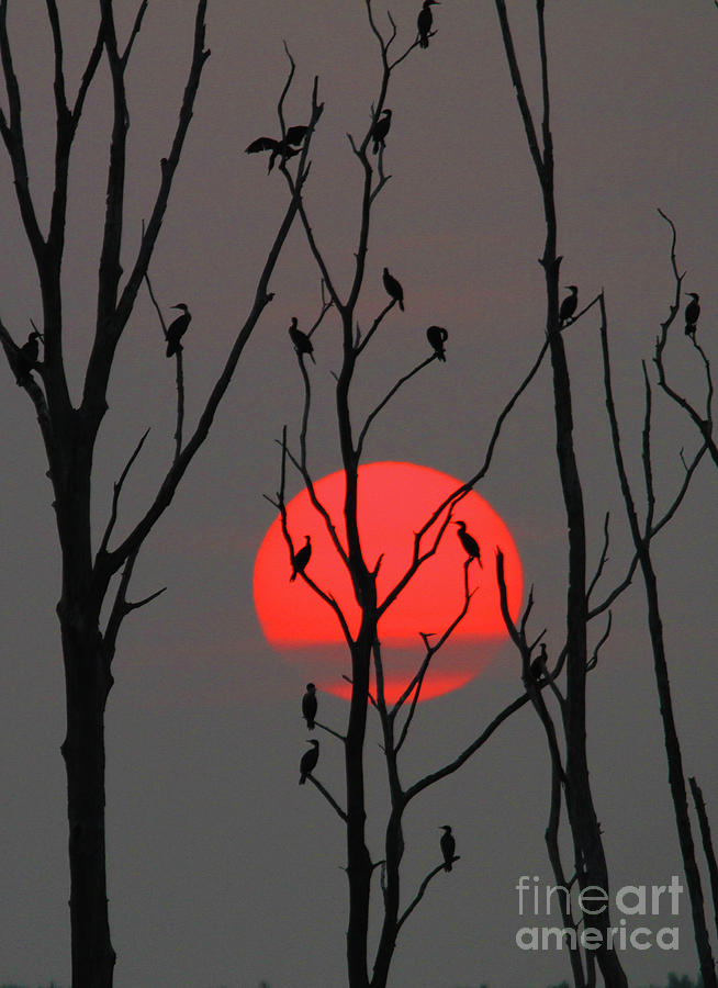 Sunrise Cormorants Photograph by Roger Becker