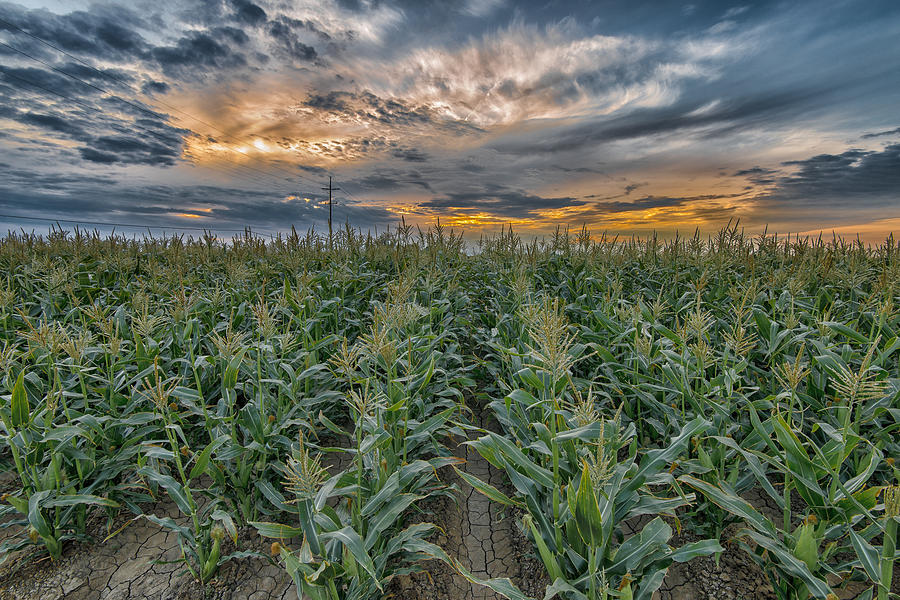 Sunrise Corn Photograph by Robin Mayoff