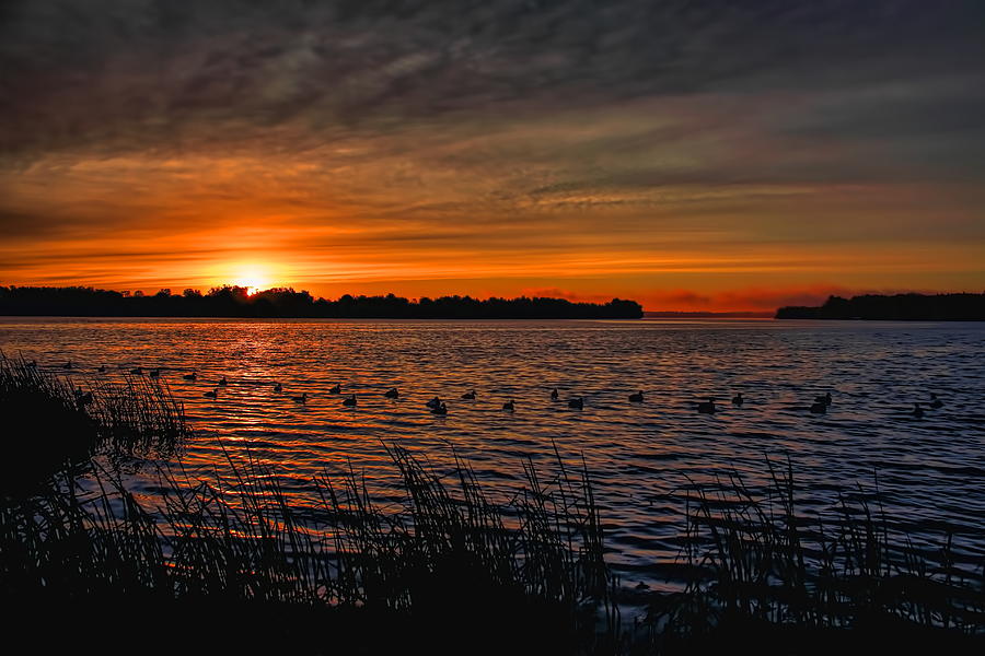 Sunrise Diver Duck Hunt Photograph by Dale Kauzlaric