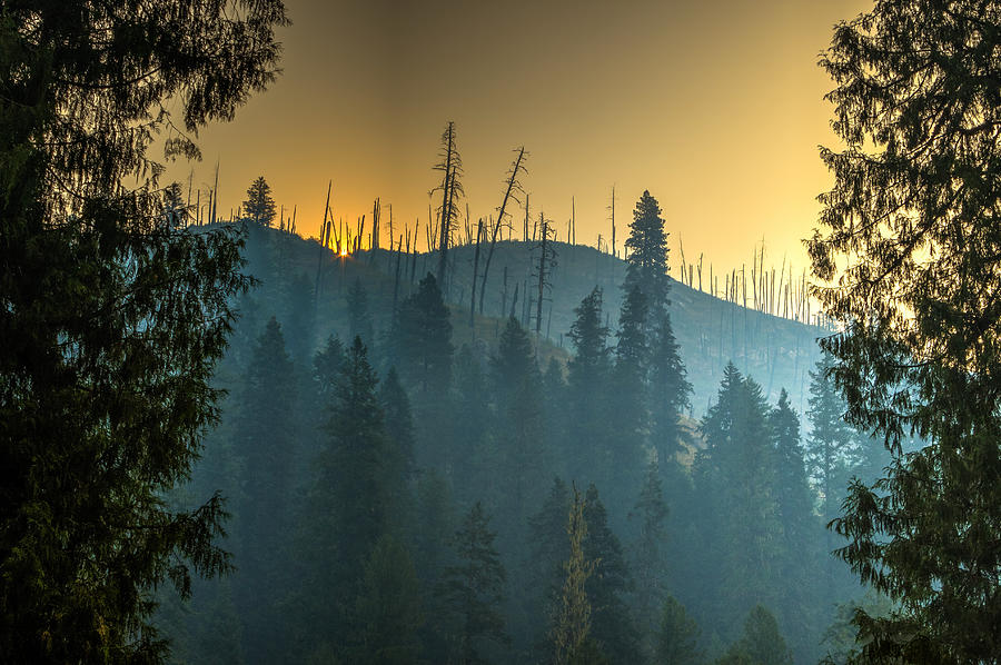 Forest Fire Sunrise Photograph by Brad Stinson