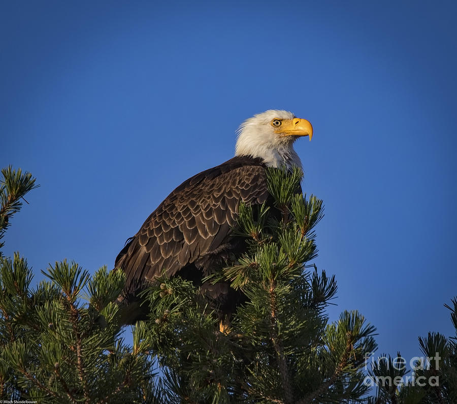 Sunrise Eagle Photograph by Mitch Shindelbower