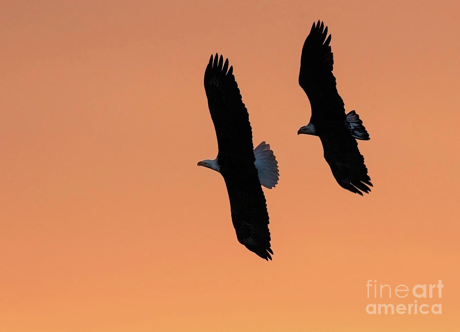 Sunrise Eagles Photograph by Art Cole