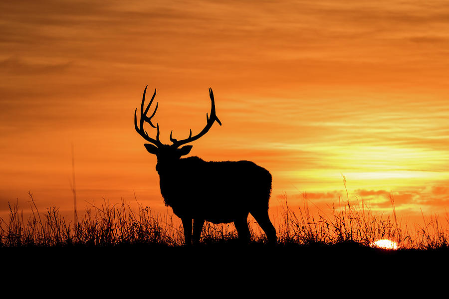 Sunrise Elk Photograph by Jay Stockhaus