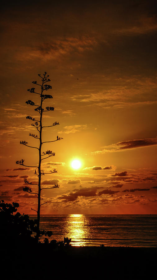 Sunrise Enchanting Yucca Delray Beach Florida Photograph by Lawrence S Richardson Jr