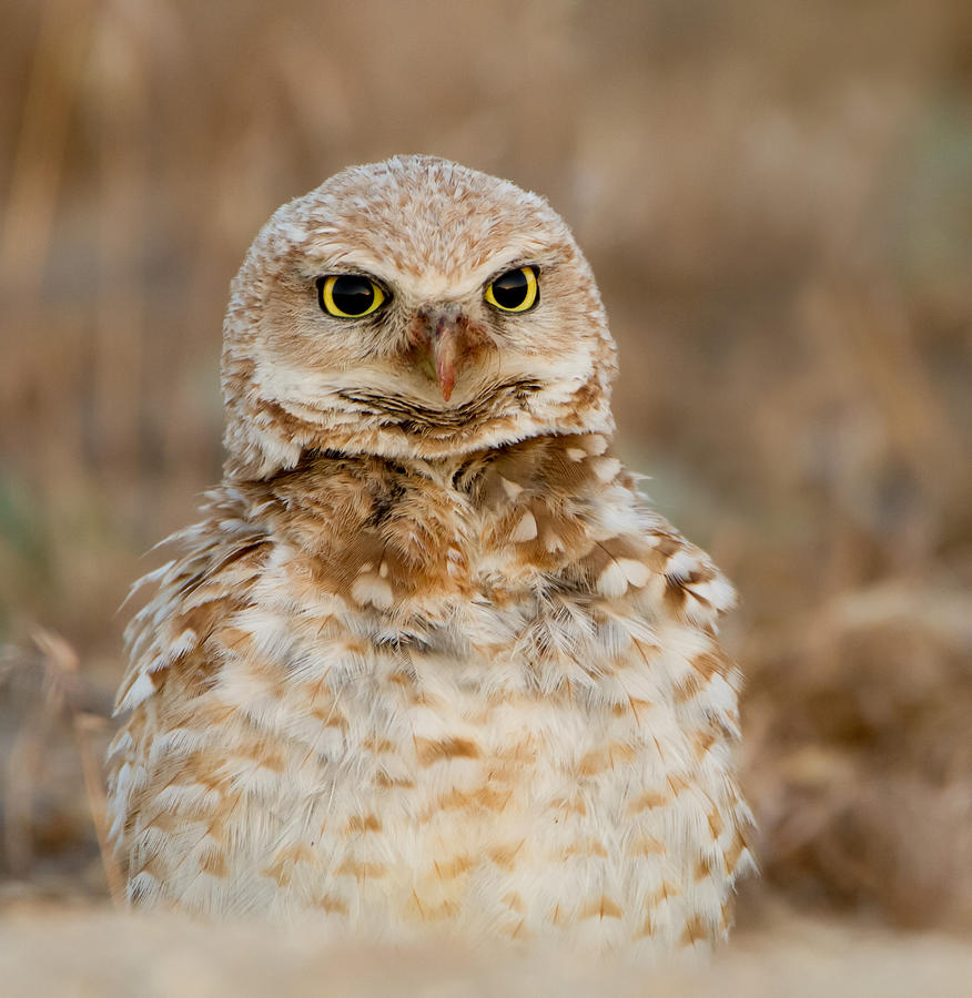 Sunrise Eyes Photograph by Kent Keller - Fine Art America