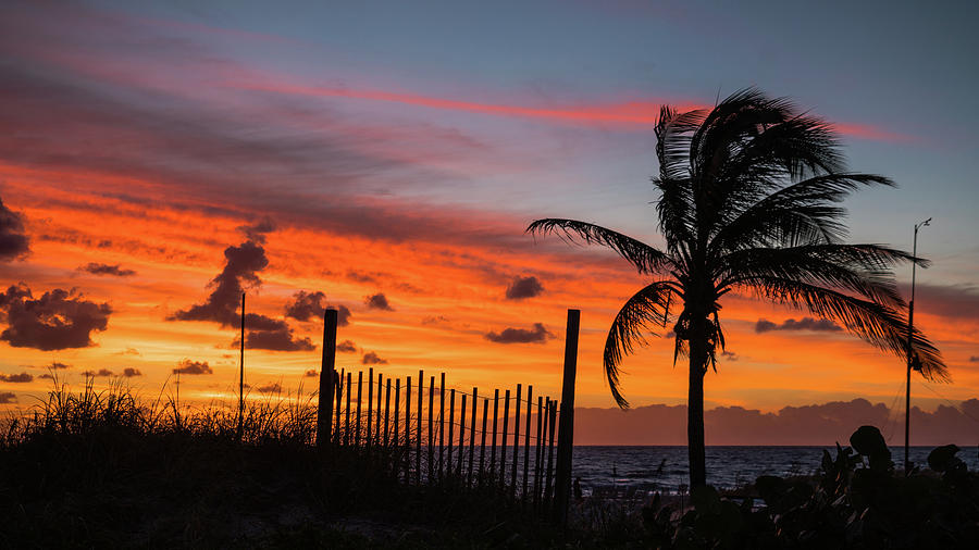 Sunrise Fence Palm Delray Beach Florida Photograph by Lawrence S Richardson Jr