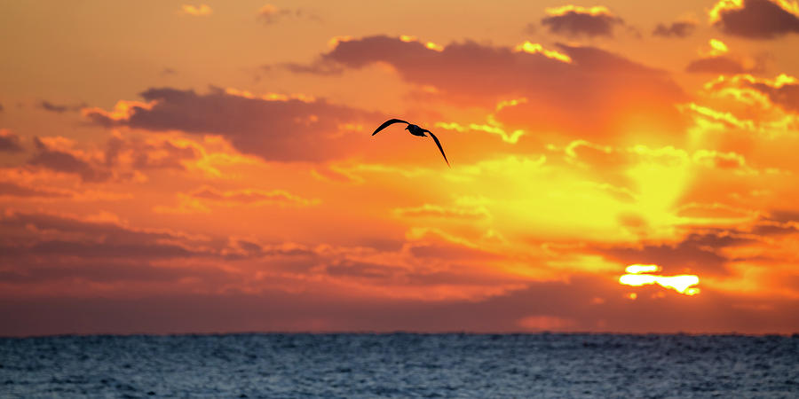 Sunrise Flight Photograph by Penny Meyers