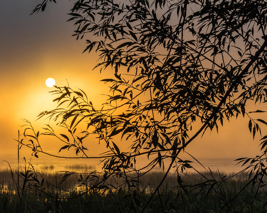 Sunrise Fog by Marc Champagne Sunrise Fog by Marc Champagne