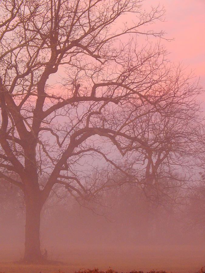 Sunrise Fog Photograph by Virginia White