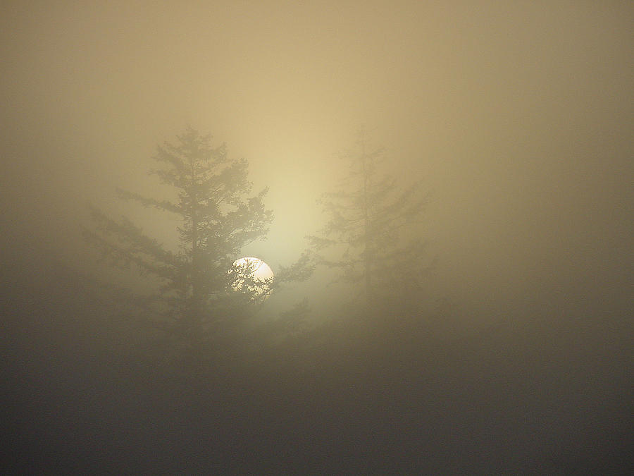 Sunrise Fogged - 1 Photograph by Shirley Heyn
