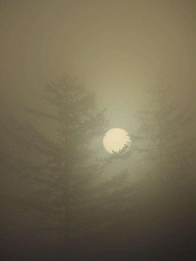 Sunrise Fogged - 2 Photograph by Shirley Heyn