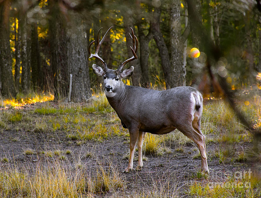 Deer Photograph - Sunrise Friend by Susan Warren