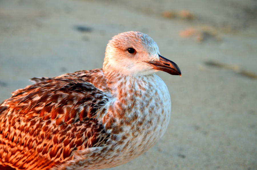 Seagull Photograph - Sunrise Friends by Dianne Cowen Cape Cod Photography