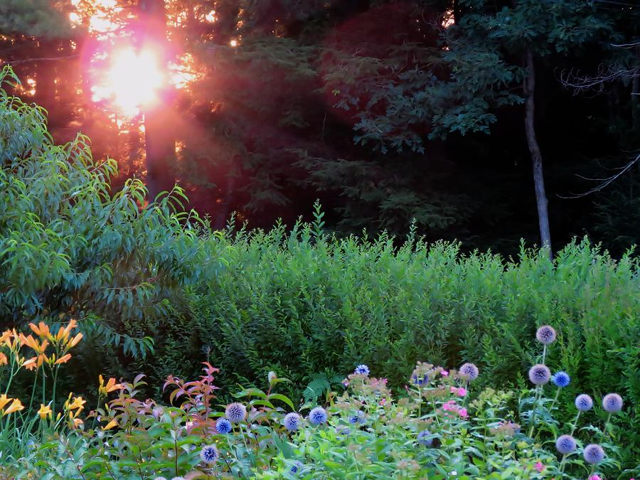 Sunrise Garden Photograph by MTBobbins Photography