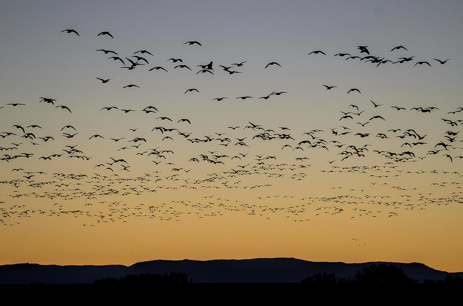 Sunrise Geese Photograph by Lonnie Wooten - Fine Art America