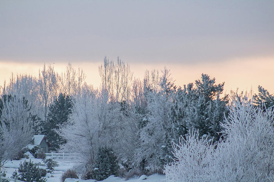 Sunrise glos behind trees frozen trees Photograph by Travers Morgan ...