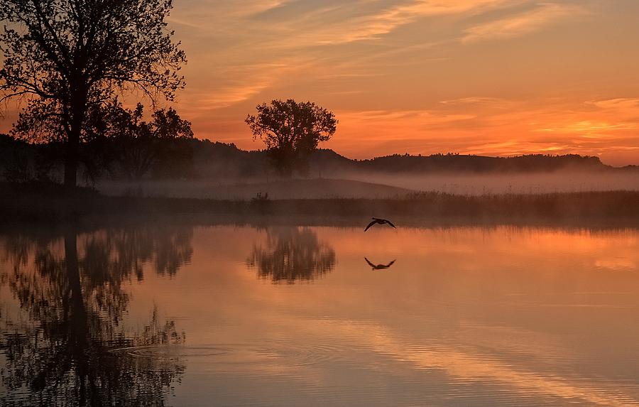 Sunrise Goose Photograph by Fiskr Larsen