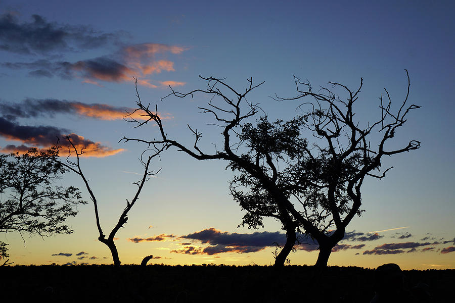 Tree Photograph - Sunrise Grand Canyon by Irene Bacchi