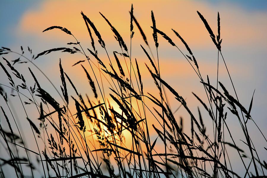 Sunrise Grass Photograph by Bonfire Photography