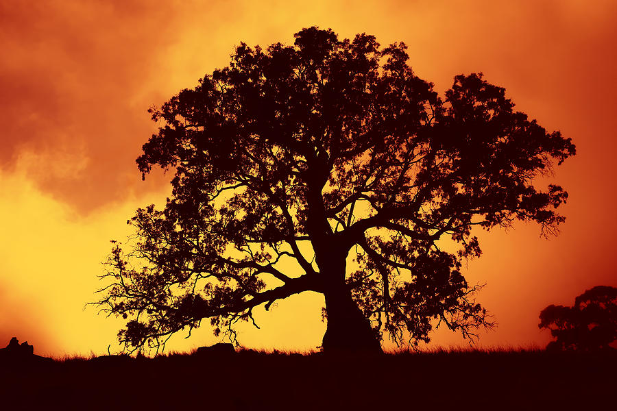 Tree Photograph - Sunrise Gum by Michael Dawson