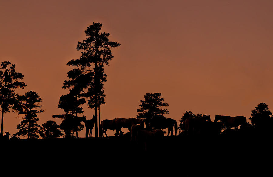 Sunrise Horse Silhouette Photograph by Michael Whitaker