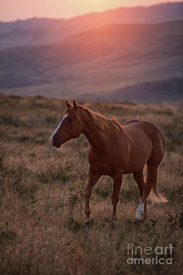 Sunrise Horse Photograph by Terri Cage