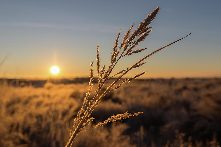 Sunrise Illuminates Winter Grass Photograph by Tony Hake
