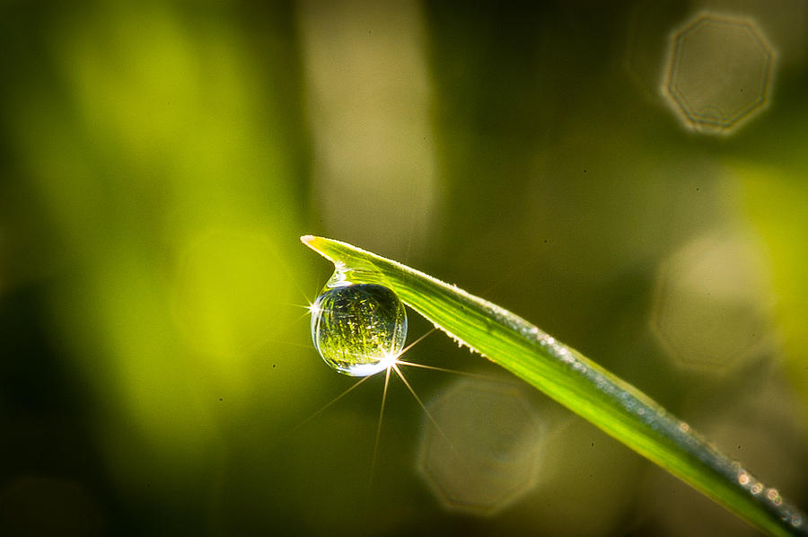 Sunrise in a Dewdrop Photograph by Monte Stevens