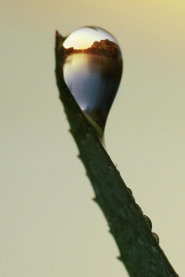 Sunrise in a Dewdrop Photograph by Rob Blair