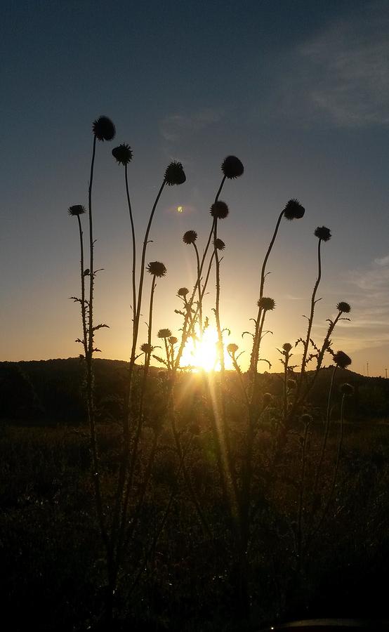 Nature Photograph - Sunrise in a Field of Wild Thistle by Maria Urso