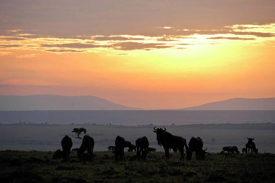 Animal Photograph - Sunrise in Africa by Michele Burgess